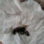Large Olive Green Nerite Snail (Algae Assassin) .5 inch photo review