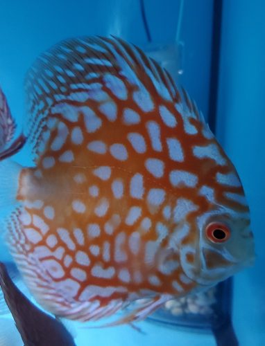 Red Eagle Discus, Honeycomb Pattern photo review