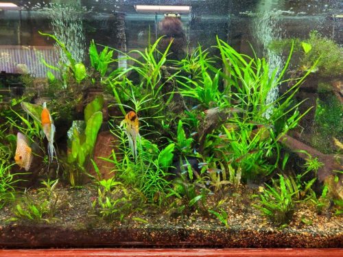 Cardinal Tetra (As seen at National Aquarium), Fat AAA Grade photo review