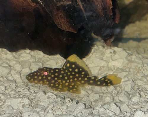 Gold Nugget Plecostomus photo review
