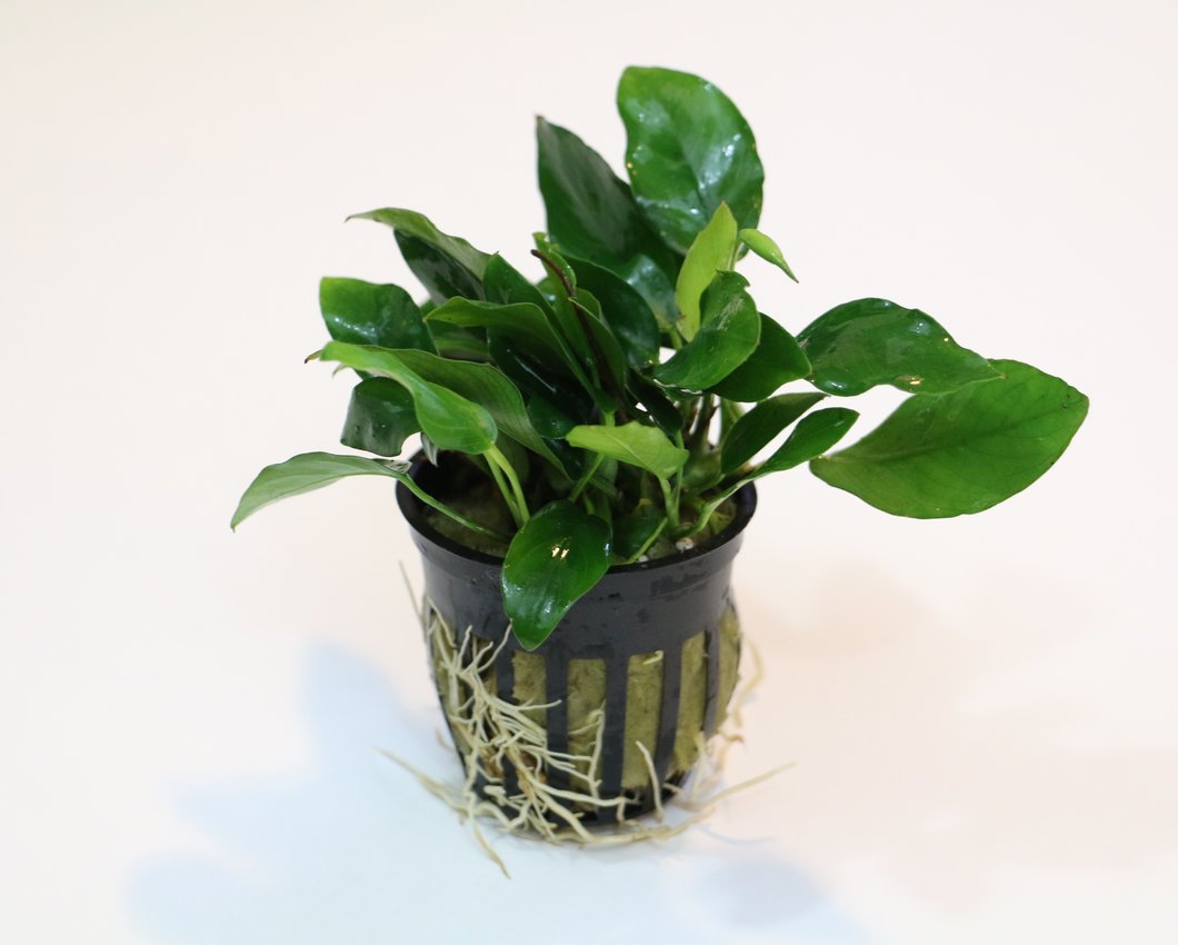 Anubias Barteri var Nana Narrow Leaf  Discus.com
