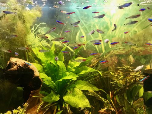 Cardinal Tetra (As seen at National Aquarium), Fat AAA Grade photo review