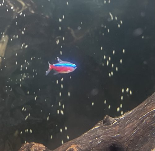 Cardinal Tetra (As seen at National Aquarium), Fat AAA Grade photo review