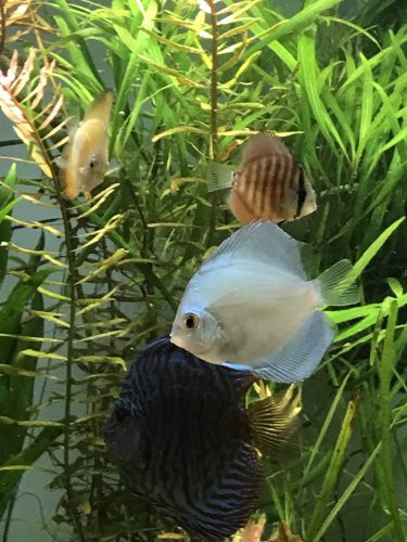Blue Diamond Discus With Deep Blue Gene photo review