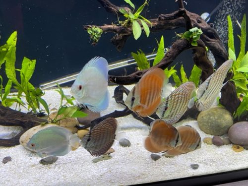 Blue Diamond Discus With Deep Blue Gene photo review