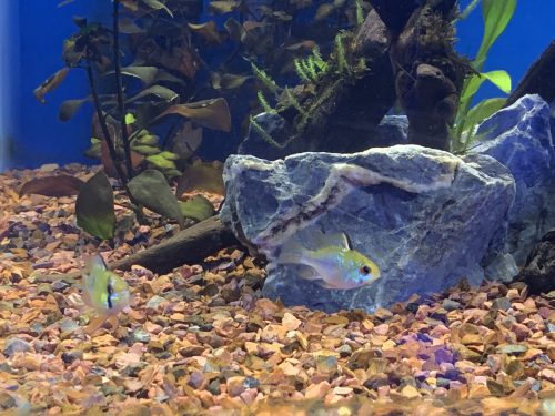 Long-Finned Bubble Ram photo review