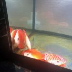 Red Eagle Discus, Honeycomb Pattern photo review