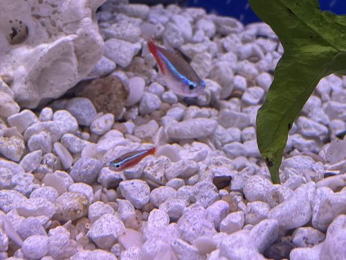 Cardinal Tetra (As seen at National Aquarium), Fat AAA Grade photo review