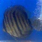 Wild Yellow-Faced Blue Nhamunda Heckel Discus photo review