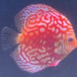 Red Eagle Discus, Honeycomb Pattern photo review