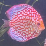 Red Eagle Discus, Honeycomb Pattern photo review
