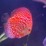 Red Eagle Discus, Honeycomb Pattern photo review