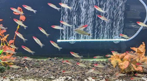 Large Rummy Nose Tetra (As seen at National Aquarium) Fat AAA Grade photo review