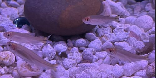 Large Rummy Nose Tetra (As seen at National Aquarium) Fat AAA Grade photo review
