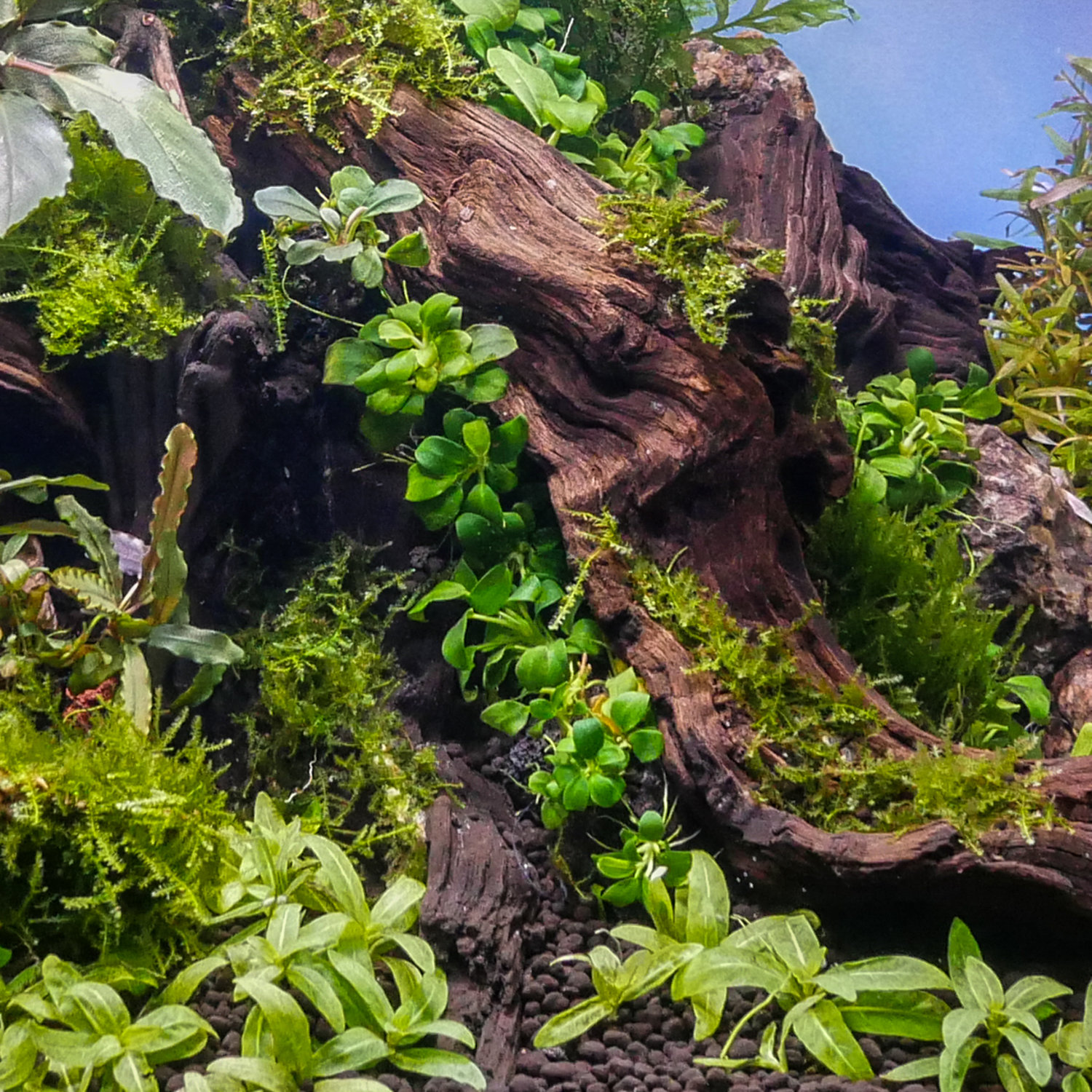 Staurogyne Repens (Creeping Plant)