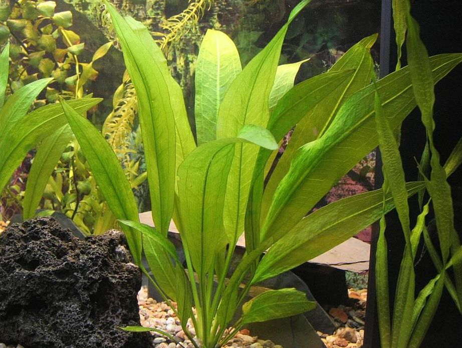 Amazon Sword Plant Wild Harvested Specimen