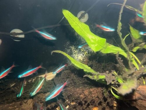 Cardinal Tetra (As seen at National Aquarium), Fat AAA Grade photo review