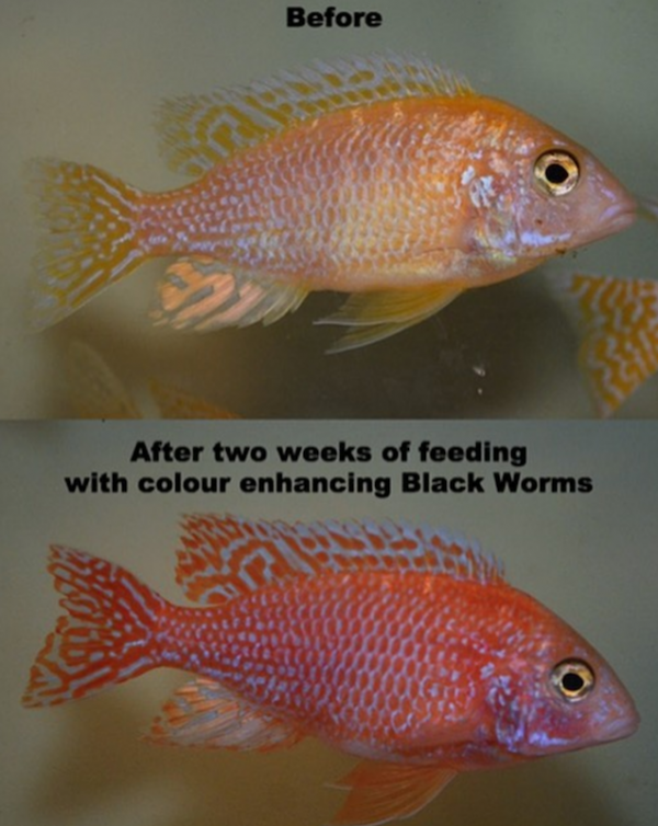 Carophyll Pink, Color Enhancing Food Additive