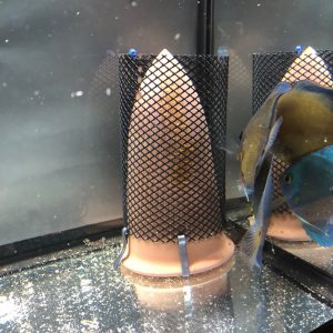 Breeding Cones, Ceramics, & Caves