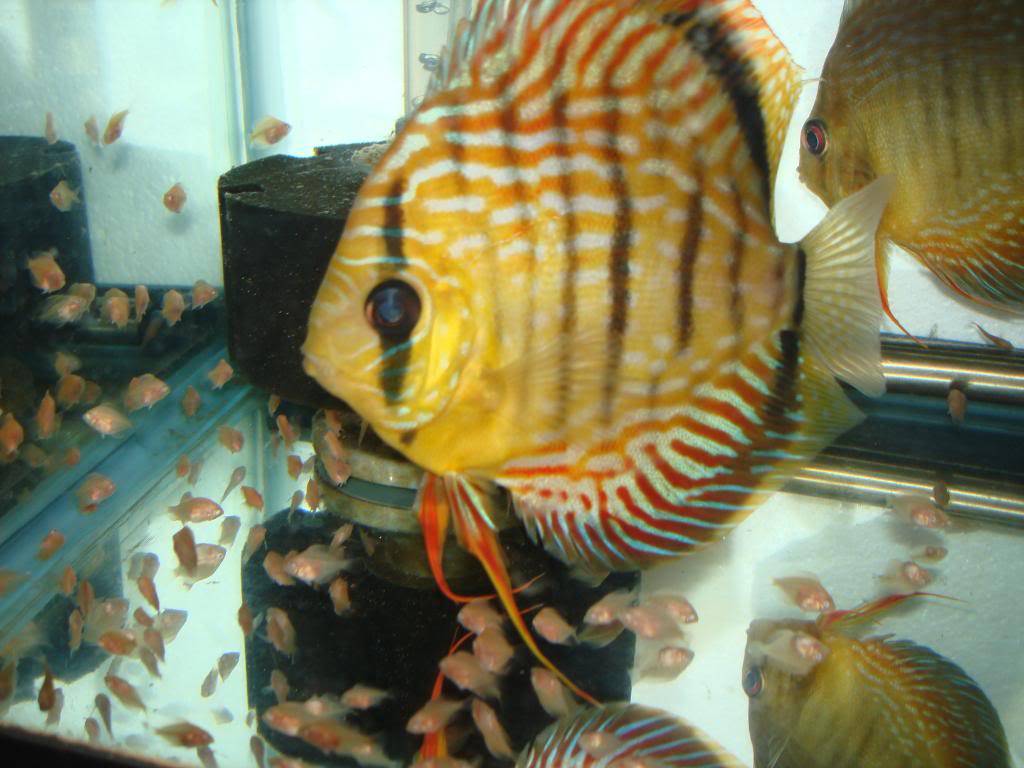 Getting Discus Pairs to Spawn Again