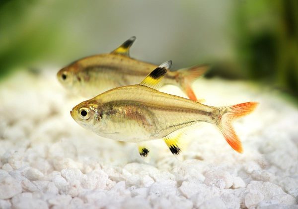 gold tetra fish