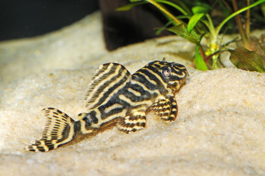 Colombian Zebra L129 Plecostomus Discus.com.