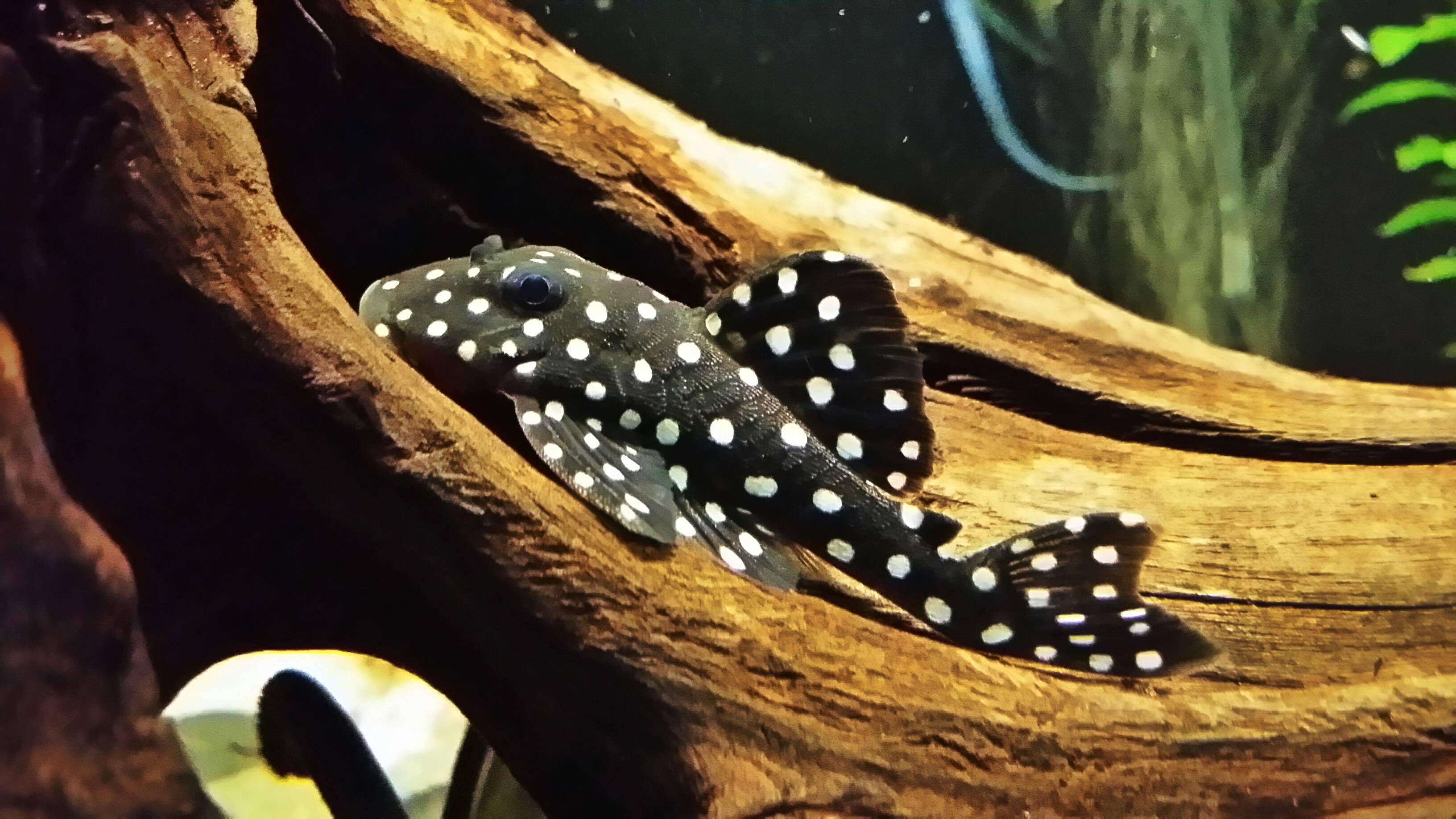 Snowball Plecostomus L102 Discuscom.