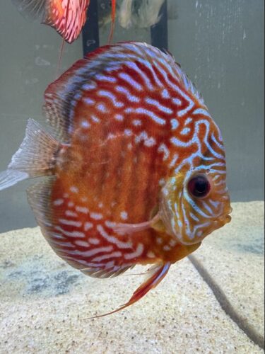 Crimson Star Alenquer Discus photo review