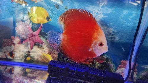 Fuji Red Discus photo review