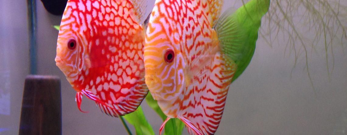 discus care for beginners