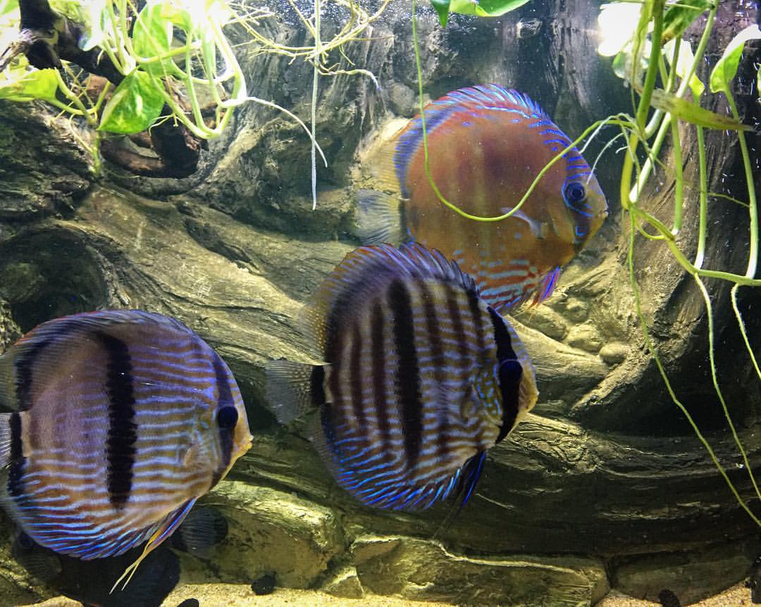 Wild Brazilian Yellow Heckel Discus