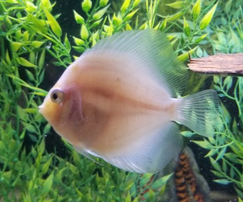 Snow White Discus photo review