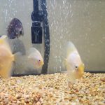 Snow White Discus photo review