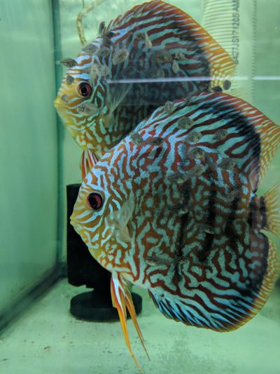 proven discus breeding pairs for sale
