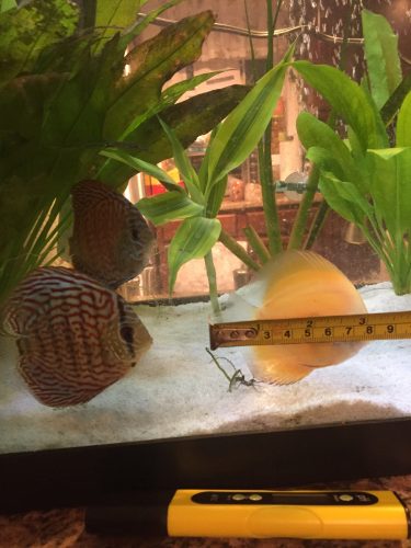 Golden Lollipop Discus photo review