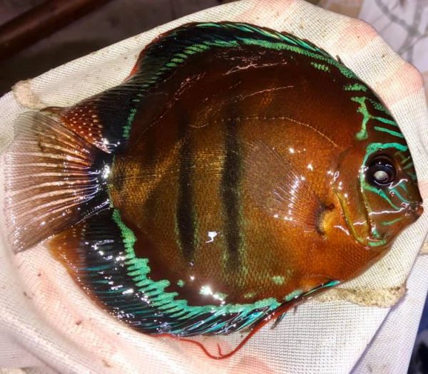 Wild Brazilian Rio Ica Discus