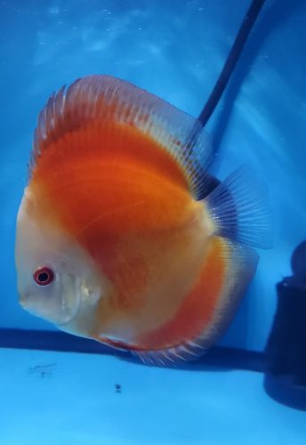 Fiamma Rossa Discus photo review