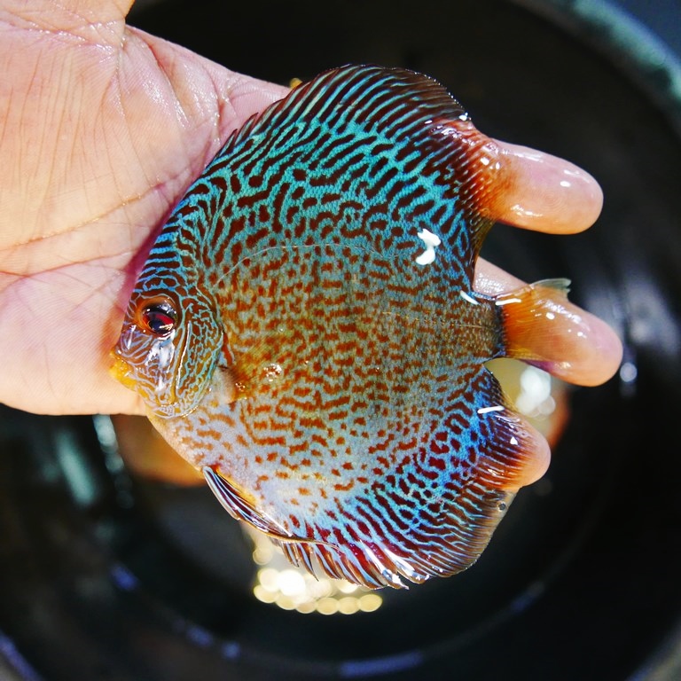 Blue Red Snakeskin Discus, High Body | Discus.com