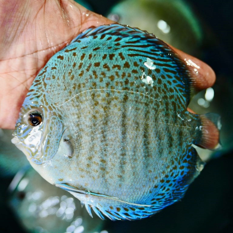 Blue Snakeskin (14-Bar) Discus | Discus.com