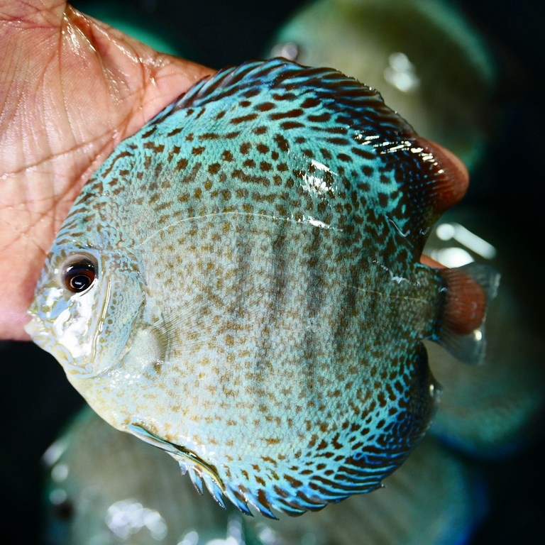 Blue Snakeskin (14-Bar) Discus | Discus.com