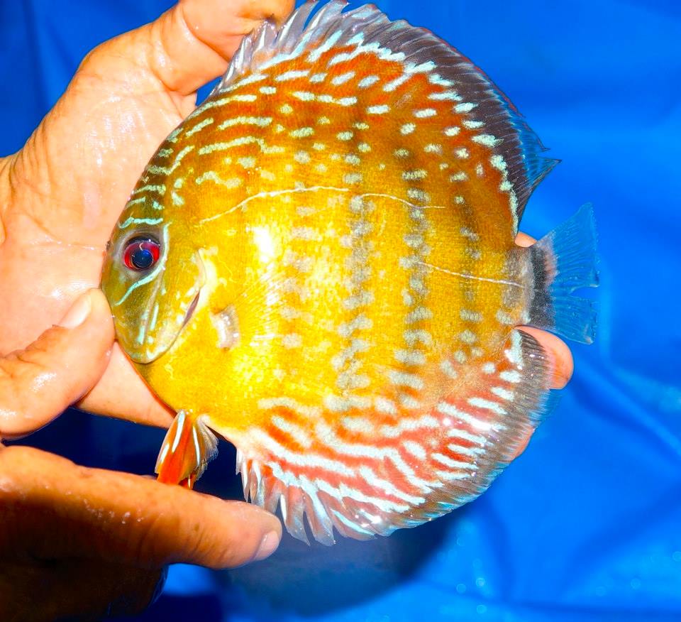 Wild Barra Mansa Royal Discus