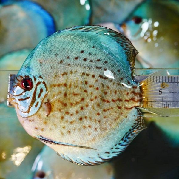 Classic Cobalt Discus