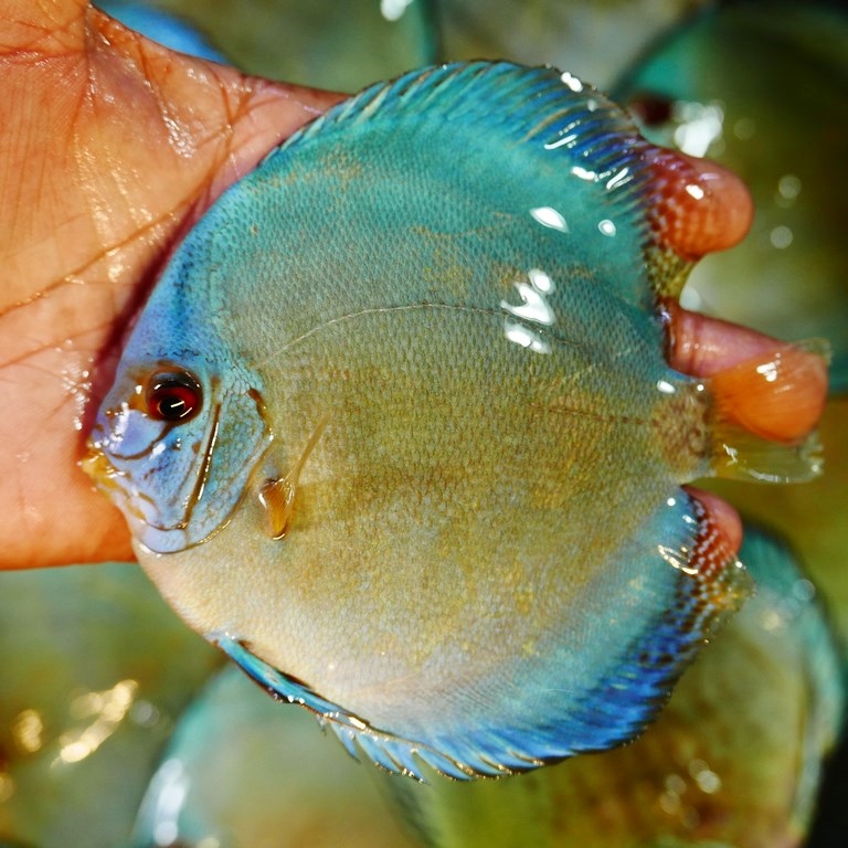 Classic Cobalt Discus | Discus.com