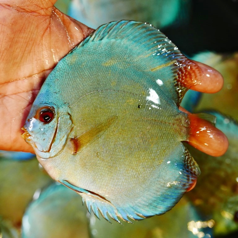 Classic Cobalt Discus