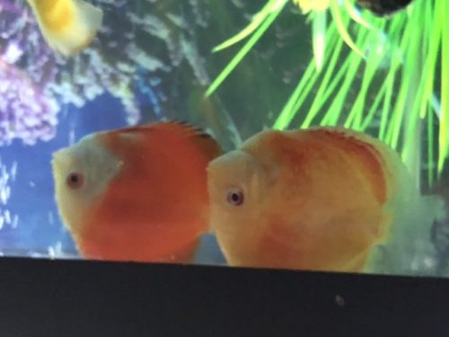 Fiamma Rossa Discus photo review