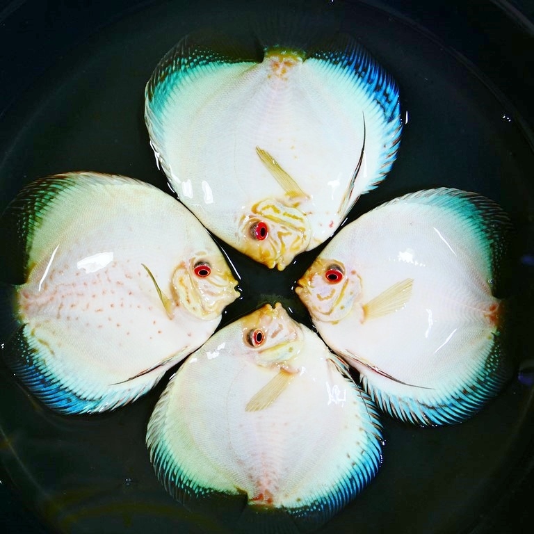 White Butterfly Discus