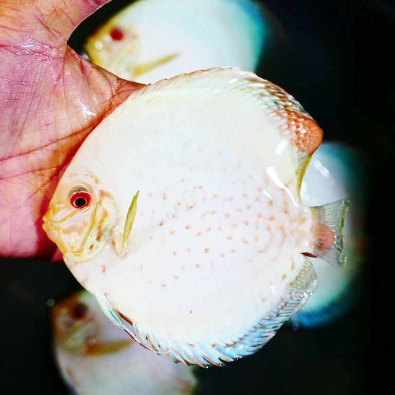 White Butterfly | Discus.com