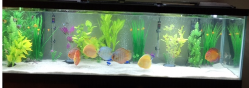 Golden Lollipop Discus photo review