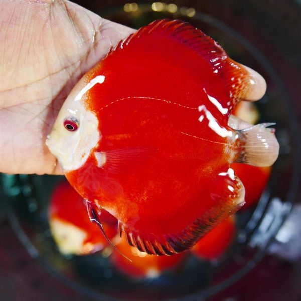 Fuji Red Discus | Discus.com