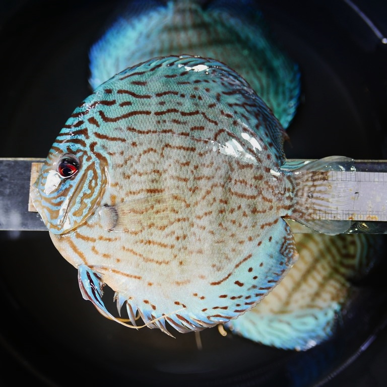 Brilliant Blue Turquoise Discus